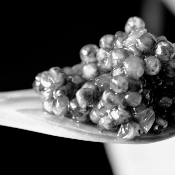 Seafood | Terry Selection